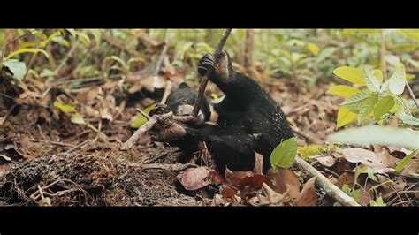 Sun Bear Rescue See Why This Little Sun Bears World Is A Scary Place