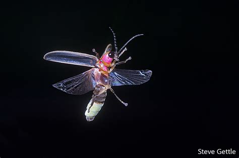 Firefly In Flight Steve Gettle Nature Photography