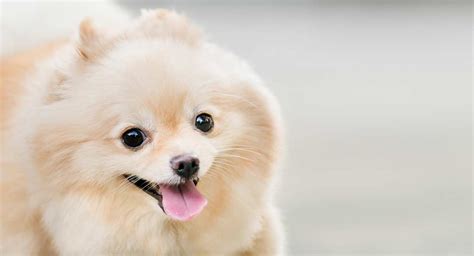 Puppy foods are formulated with a balance of nutrients to help puppies grow up healthy and happy. Best Food for Pomeranian Puppy Dogs - What To Feed Your ...