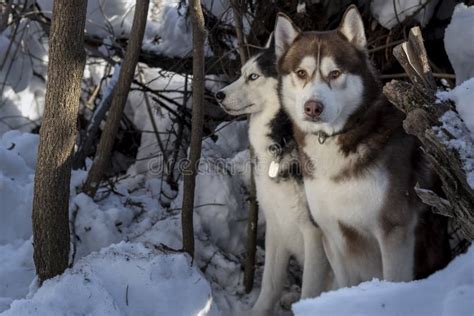 Two Beautiful Huskies Walking On The Winter Beach Siberian Husky Dogs