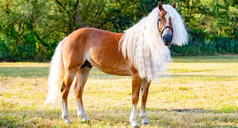 Haflinger Horse Horse Breed Portrait And Profile