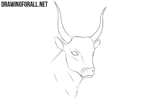 How To Draw A Bull Head Bull Art Drawings Drawing Heads
