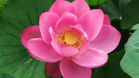 High Definition Desktop Wallpapers With Pink Lotus Flower Hd