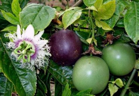 Maracudja Ou Fruit De La Passion