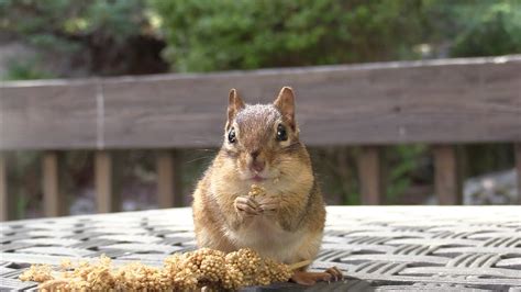 Chipmunks Eat Millet And Almonds Youtube
