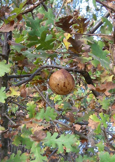 Oak Tree Galls Slices Of Blue Sky