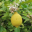 Lemon (Citrus × limon) | Tooth Mountain Nursery