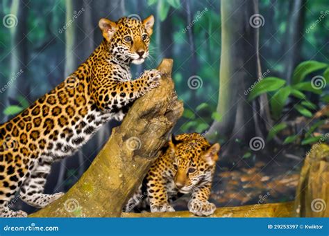 Jaguar Cubs Stock Image Image Of Front Forest Angry 29253397