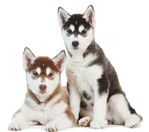 Alaskan Malamute Breed Temperament Lifespan Shedding Puppy