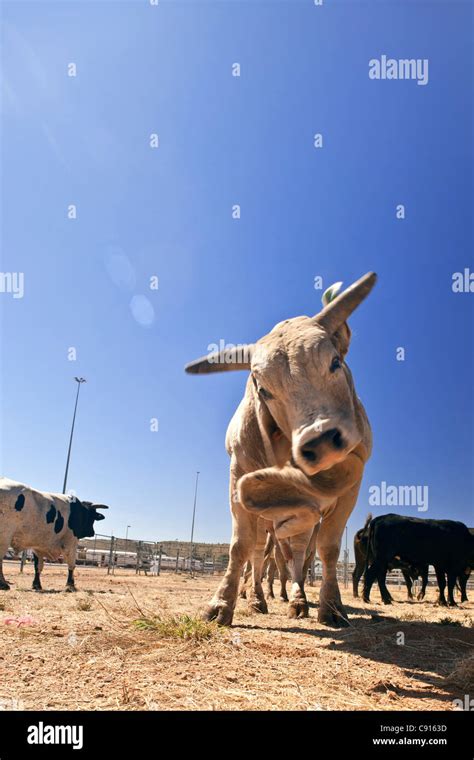 Brahman Bull Outback Australia Stock Photo Alamy