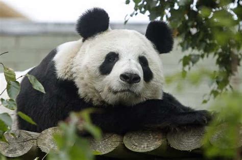 Edinburgh Zoos Giant Panda Tian Tian Artificially Inseminated London