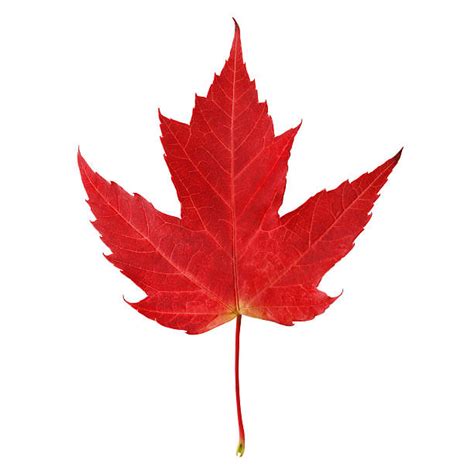 Maple Leaf Stock Photos Pictures And Royalty Free Images Istock