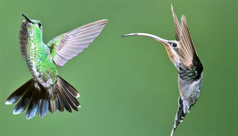 Hummingbirds Invaded North America 12 Million Years Ago