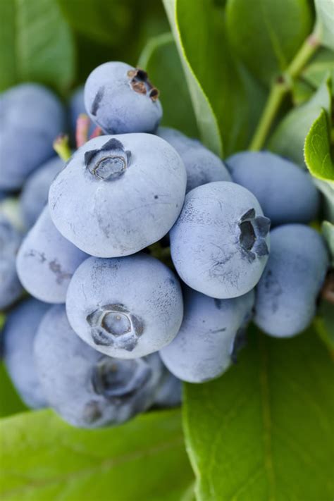 Buy Woodard Rabbiteye Blueberry Bush For Sale Online From Wilson Bros