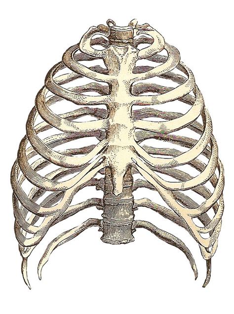 Rib Cage Drawing Art And Anatomy Pinterest Vintage Clip Art
