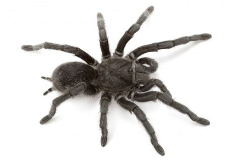 The strength of black widows' webs are comparatively stronger than steel! Brazilian Black Tarantula Facts, Identification, & Pictures