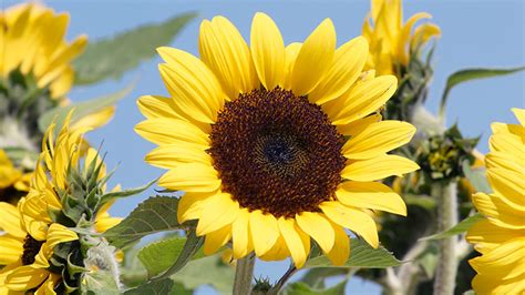 7 Must Have Sunflowers To Grow In Your Garden Garden Gate