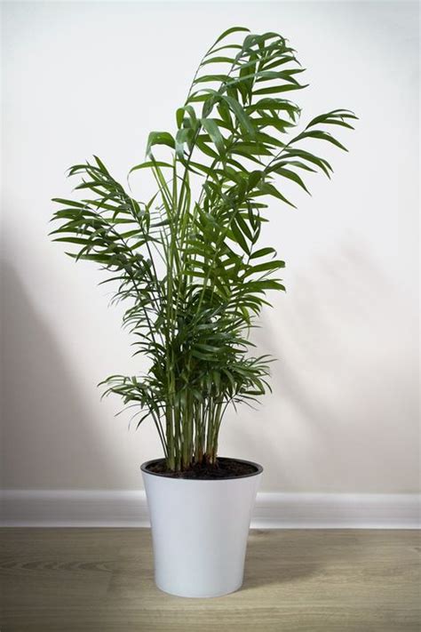12 Houseplants That Can Survive Low Light Best Indoor Low Light Plants