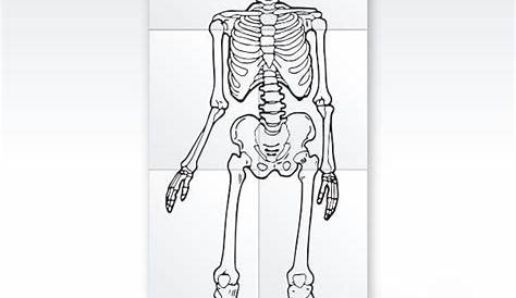 Free Printable Life Size Printable Skeleton