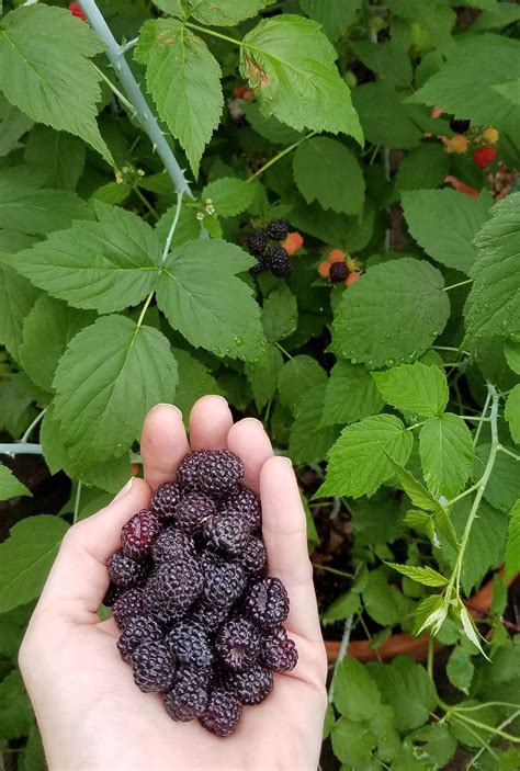 Edible Gardens Black Raspberries Americas Lost Fruit Gardenista