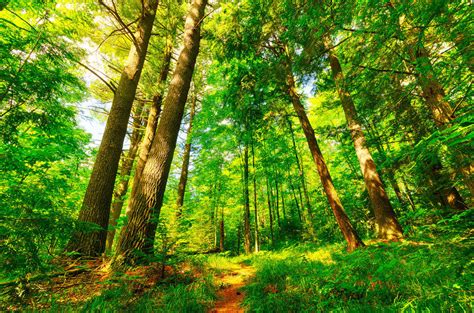 Las Mejores Im Genes De Bosques Bonitos Para Descargar