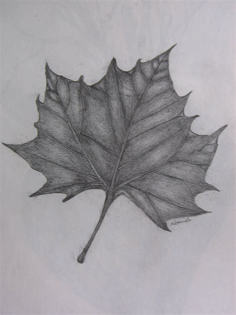 My World Of Artzz Pencil Sketch Of A Leaf