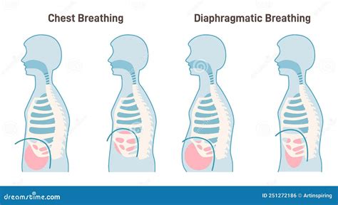 Chest And Diaphragmatic Breathing Types Anatomical Mechanism Stock