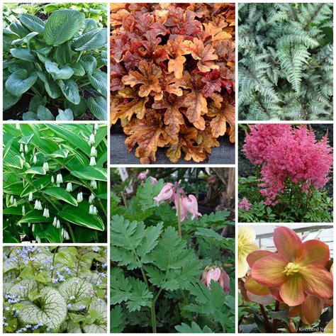 18 Perfect Perennials For Growing In Zones 6b7a
