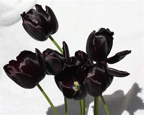 Black Tulips From Holland Tulip Bulbs Dutchgrown