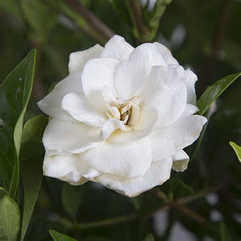 25 Qt August Beauty Gardenia Shrub With Fragrant White Flowers 2097q The Home Depot