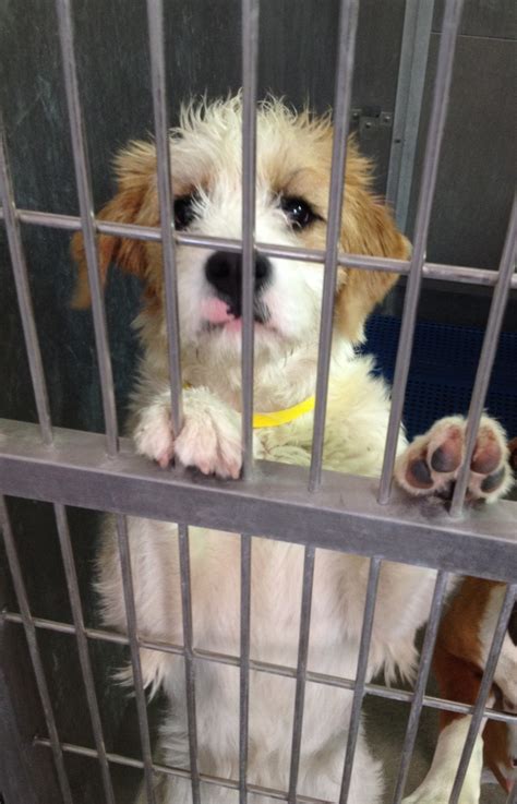 This is Jillian...she was rescued from the Lancaster, CA shelter where