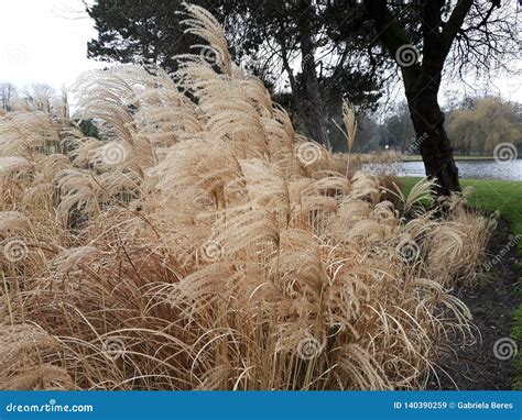 miscanthus sinensis `malepartus` chinese silver grass in the park stock image image of