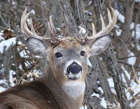 Whitetail Deer Non Typical Rack John J Schelling Flickr