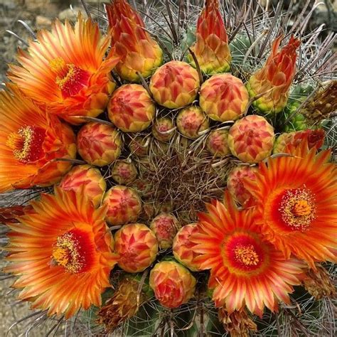 Beautiful Desert Blooms In Tucson Arizona Photo Via Instagram By