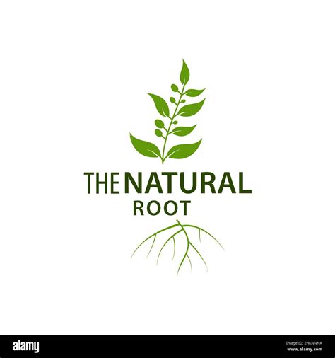 Leaf Root Logo Natural Tree Template Vector Illustration Design Stock