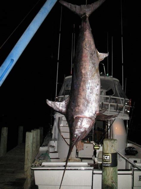 Giant Swordfish New Zealand Swordfish 891 Record Bloodydecks