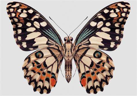 Whole Butterfly! | Butterfly art, Butterfly painting ...