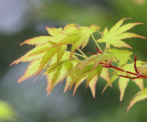 Japanese Maple Tree Seeds Lace Leaf Pink Coral Bark 30 Healthy Etsy