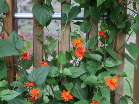 Vines That Handle Drought Learn About Drought Tolerant Climbing