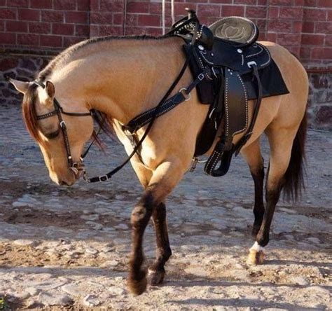 Quarter horses for sale near santa clarita, ca post free ad advanced search: beautiful Buckskin | Horses | Pinterest | Black Tie ...