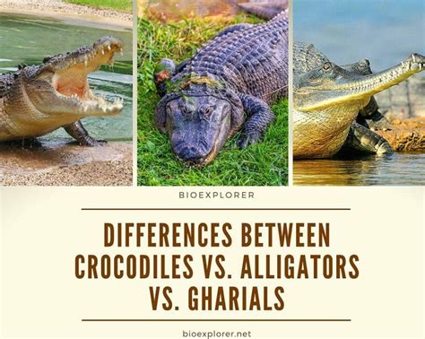 Differences Between Crocodiles And Alligators And Gharials Bioexplorer