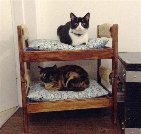 Its Always Better With A Bunkbed Buddy Even If You Are A Kitty Cat