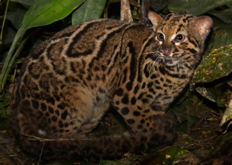 Marbled Cat Facts Big Cat Rescue