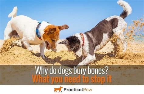 Why Do Dogs Bury Bones Do You Need To Stop It Practical Paw The