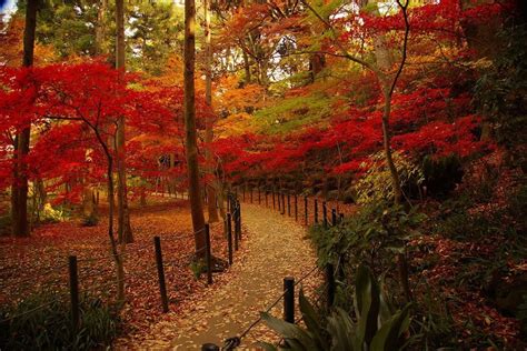 16 Whimsical Autumn Pathways That Are Impossible Not To