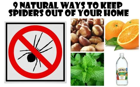 Natural Ways To Keep Spiders Away From Your Home Natural Repellent
