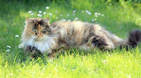 Norwegian Forest Cat Everything You Need To Know About