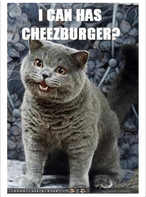 The Most Iconic Lolcat I Can Has Cheezburger Download Scientific