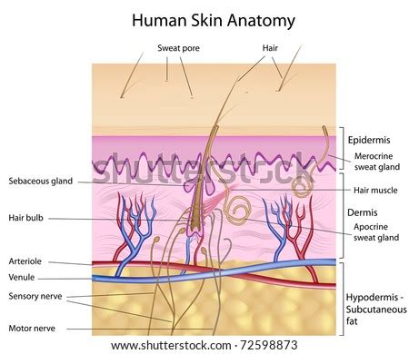 Beneath the two layers is a layer of subcutaneous fat, which also protects your body and helps you adjust to outside temperatures. Human Skin Anatomy, Detailed And Accurate, Labeled Stock ...