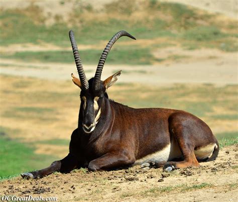 African Plains Animal Oc Great Deals
